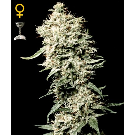 White Rhino